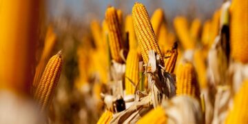 Legenda: TERRAVIVA Fonte: REPRODUÇÃO: Secretaria de Agricultura e Abastecimento de São Paulo