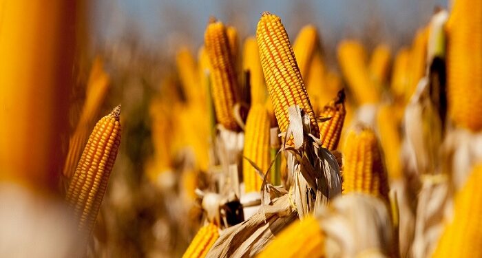 Legenda: TERRAVIVA Fonte: REPRODUÇÃO: Secretaria de Agricultura e Abastecimento de São Paulo