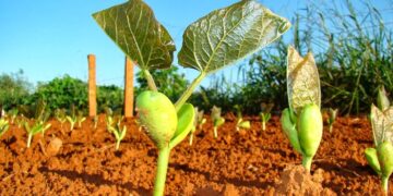 Alerta aos Citricultores: Prazo final para entrega do relatório cancro/greening em São Paulo se aproxima