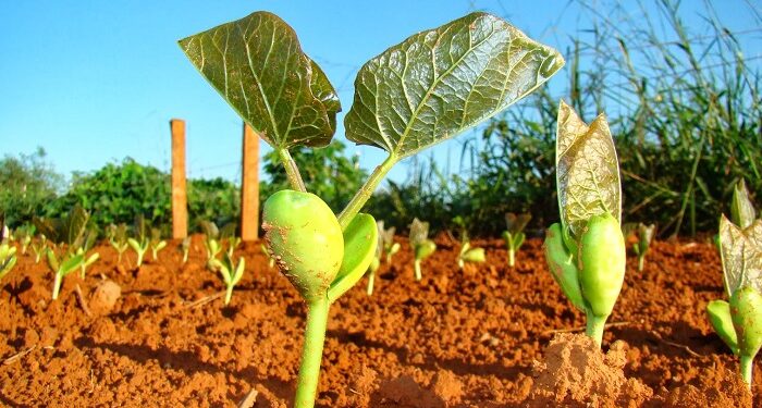 Alerta aos Citricultores: Prazo final para entrega do relatório cancro/greening em São Paulo se aproxima
