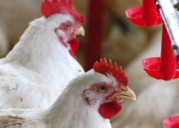 Volta das exportações de carne de aves nacionais ainda não tem retorno definido