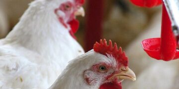 Volta das exportações de carne de aves nacionais ainda não tem retorno definido