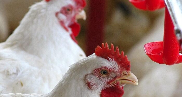 Volta das exportações de carne de aves nacionais ainda não tem retorno definido