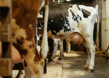 Cotação do leite em julho continua subindo, mas de forma mais compassada
