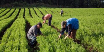 Com recorde de faturamento, citricultura paulista avança e gera mais de 45 mil empregos na safra 2023/24