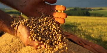 Produtores endividados e recursos escassos: Brasil deve produzir 298,6 mi/ton de grãos na safra 2023/2024