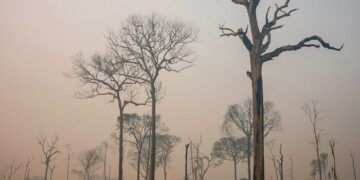 SP lança pacote de R$ 10 milhões para socorrer produtores afetados por incêndios florestais