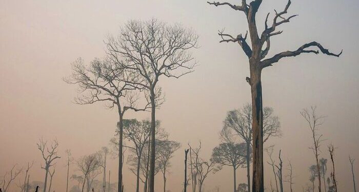SP lança pacote de R$ 10 milhões para socorrer produtores afetados por incêndios florestais