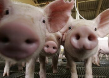 Abertura do Panamá para aves e suínos amplia oportunidades na América Central