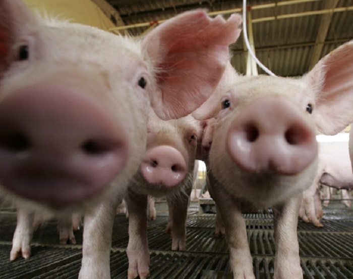 Exportações e consumo sustentam preços da carne suína em 2026, aponta Cepea