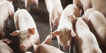 ABPA anuncia recorde de exportação de carne suína durante abertura do SIAVS