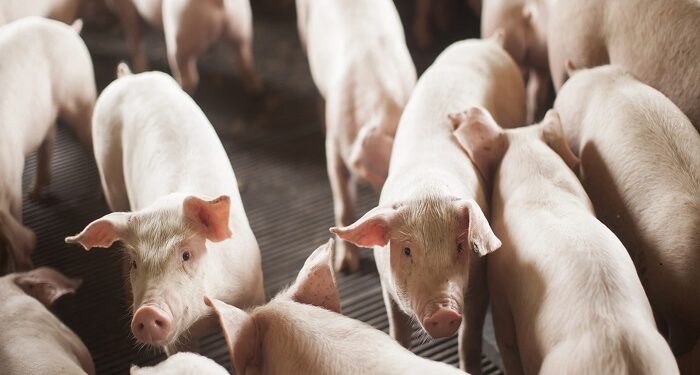 ABPA anuncia recorde de exportação de carne suína durante abertura do SIAVS