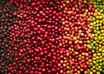 Exportações do agronegócio brasileiro batem recorde histórico em julho com US$ 15,44 bilhões