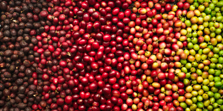 Exportações do agronegócio brasileiro batem recorde histórico em julho com US$ 15,44 bilhões