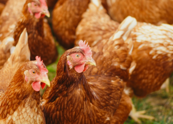 China retoma embarques de carne de frango