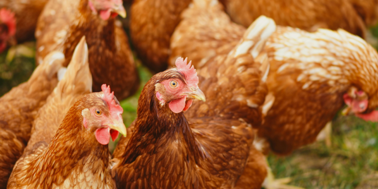 China retoma embarques de carne de frango