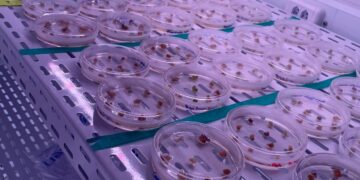 Projeto de biotecnologia recebe investimentos de R$ 50 milhões neste ano