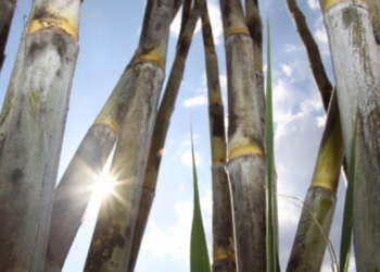 DATAGRO reduz estimativa sobre moagem e produção de açúcar na região Centro-Sul para a safra 24/25