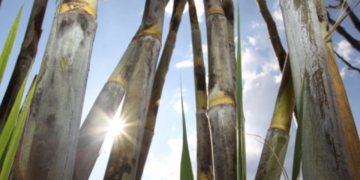 DATAGRO reduz estimativa sobre moagem e produção de açúcar na região Centro-Sul para a safra 24/25