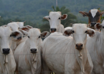 União Europeia e Reino Unido proíbem importação de carne de fêmeas do Brasil