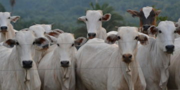União Europeia e Reino Unido proíbem importação de carne de fêmeas do Brasil
