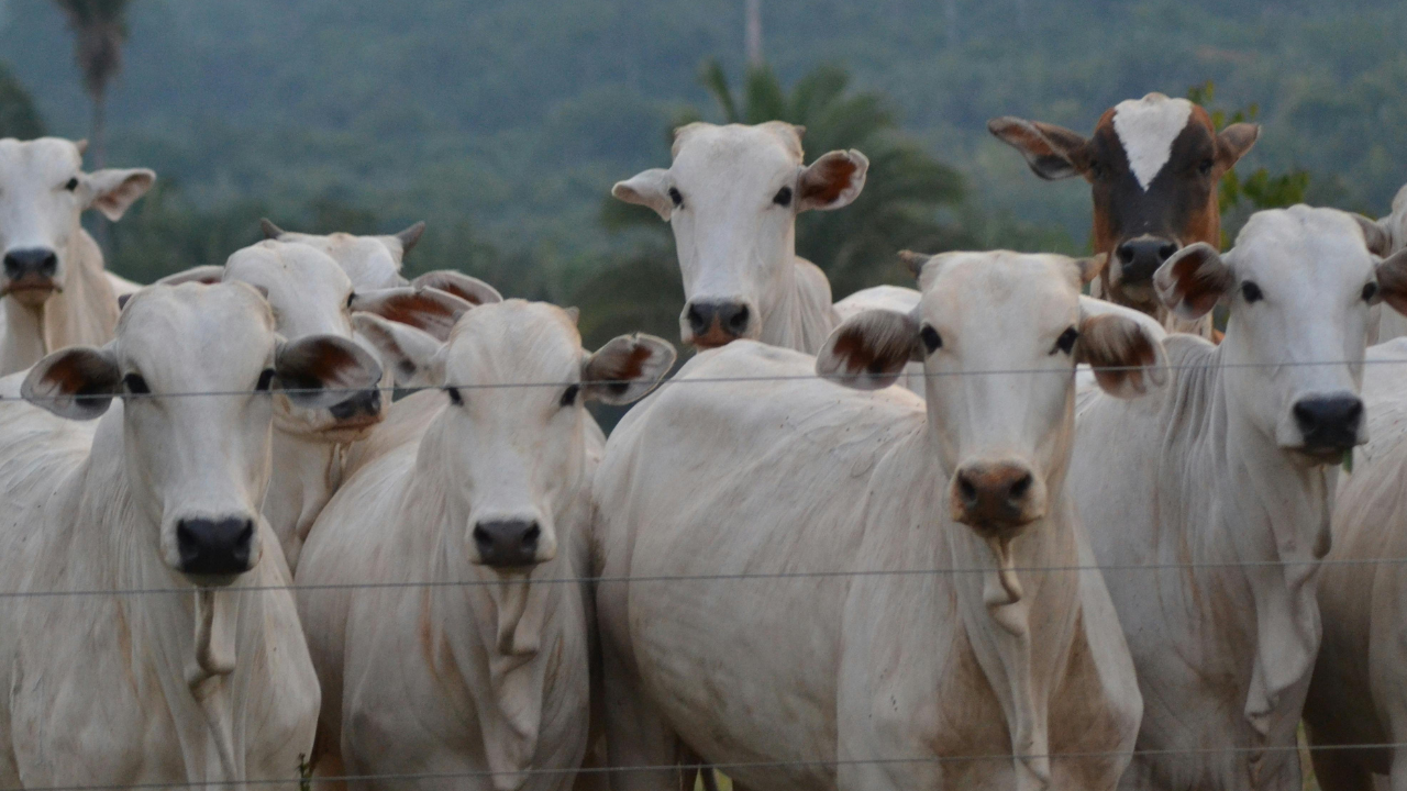 União Europeia e Reino Unido proíbem importação de carne de fêmeas do Brasil