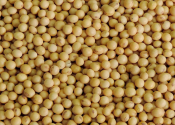 América do Sul terá área e produção de soja recordes na safra 2024/25, projeta DATAGRO Grãos