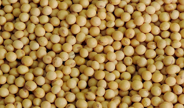 América do Sul terá área e produção de soja recordes na safra 2024/25, projeta DATAGRO Grãos