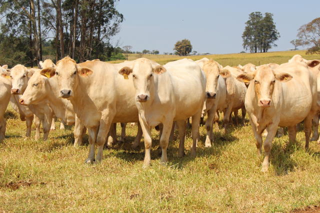 Pecuária brasileira registra forte aumento no abate de animais em 2024