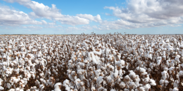 Conheça características da produção de algodão no Brasil