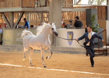 Exposição do Cavalo Árabe em Tatuí (SP) apresenta raça em 10 modalidades e reúne competidores de todo o país