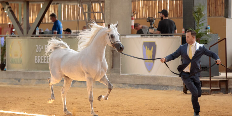 Exposição do Cavalo Árabe em Tatuí (SP) apresenta raça em 10 modalidades e reúne competidores de todo o país
