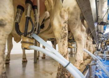 Preço do leite ao produtor em outubro aumenta 3,3% em relação a setembro