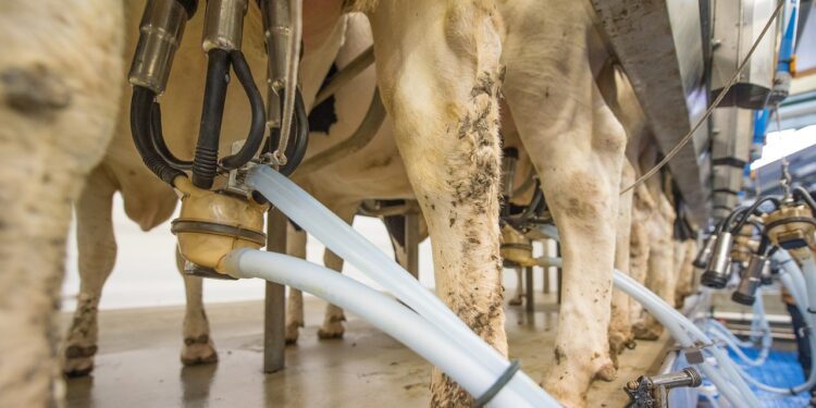 Preço do leite ao produtor em outubro aumenta 3,3% em relação a setembro