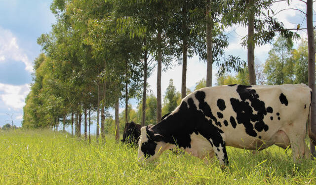 Mercado internacional de laticínios registra alta no volume de produtos negociados na primeira metade de outubro