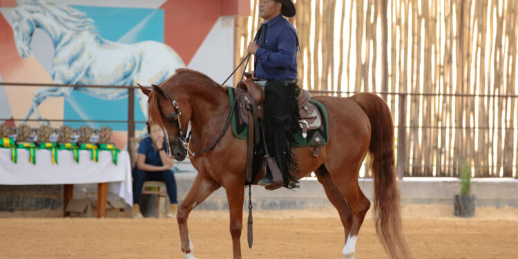 Exposição do Cavalo Árabe em Tatuí (SP) apresenta raça em 10 modalidades e reúne competidores de todo o país
