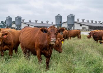 Embarques totais de carnes até setembro são os maiores da história