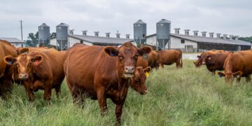Embarques totais de carnes até setembro são os maiores da história