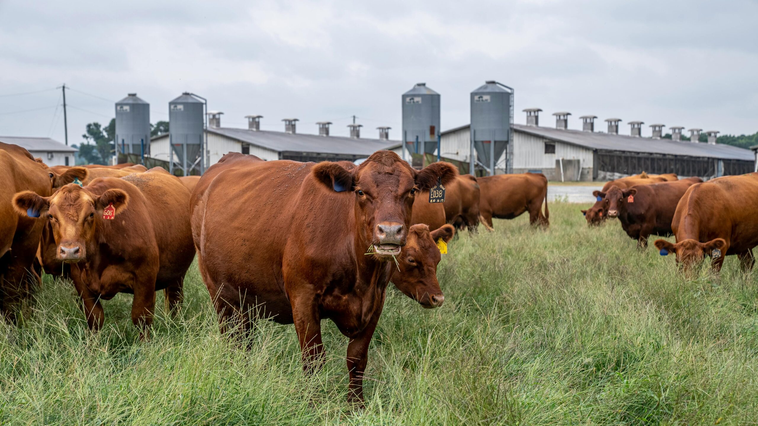 Embarques totais de carnes até setembro são os maiores da história