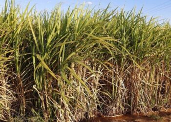 Produção de cana-de-açúcar na Safra 2024/25 sofre redução devido a condições climáticas adversas