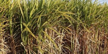 Produção de cana-de-açúcar na Safra 2024/25 sofre redução devido a condições climáticas adversas