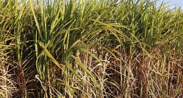 Produção de cana-de-açúcar na Safra 2024/25 sofre redução devido a condições climáticas adversas