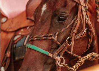 1° Potro do Futuro ACBT estreia distribuindo mais de R$ 40 mil em premiações