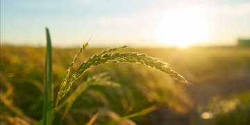 Redução de gastos ameaça Proagro e gera preocupação