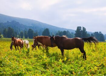 Controle de parasitas em equinos é essencial para evitar prejuízos à Equideocultura