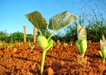 Brasil deve produzir 322,53 milhões de toneladas de grãos na safra 2024/25