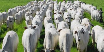 Rebanho brasileiro deve ficar em 234,67 milhões de animais em 2025