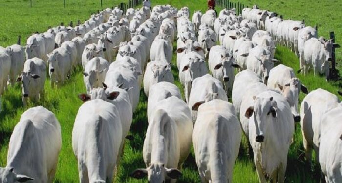 Rebanho brasileiro deve ficar em 234,67 milhões de animais em 2025