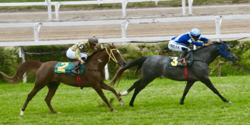 Últimas corridas de 2024 do Cavalo Árabe agitam o Jockey Club de São Paulo neste sábado (14/12)