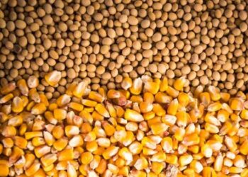 Produção de grãos pode chegar a 322,4 milhões de toneladas na safra 2024/25